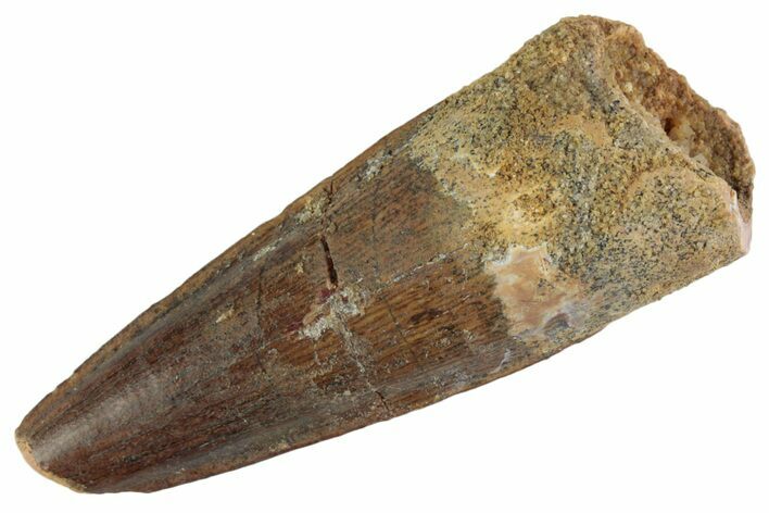 Fossil Spinosaurus Tooth - Real Dinosaur Tooth #367950